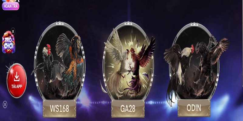 Nhà cái đã mang đến thành công những kèo đá gà đỉnh cao